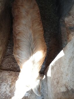 Domácí prase 🐷 - 3