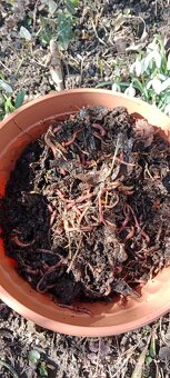 Kalifornské žížaly - 3