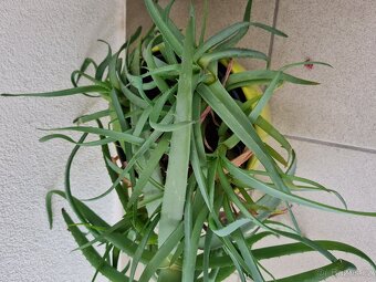 Aloe velká rostlina s 10 výhonky - 3