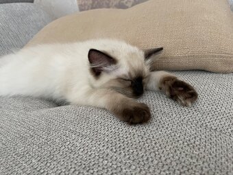 Kotata Ragdoll bez PP - 3