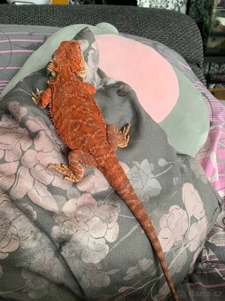 Agama vousata samec - 3