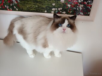 Kocourek ragdoll s PP - 3