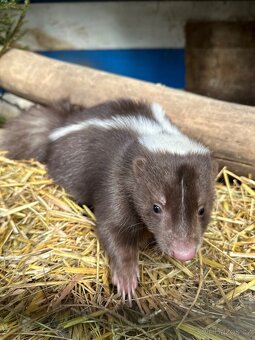 Skunk pruhovaný - 3