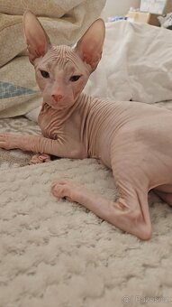 Koťátka Don sphynx bez PP - 3