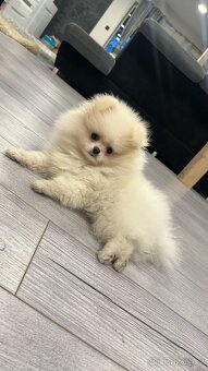 Pomeranian - 3