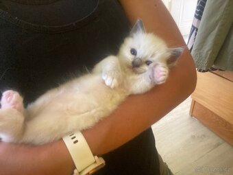 Ragdoll kotě - 3