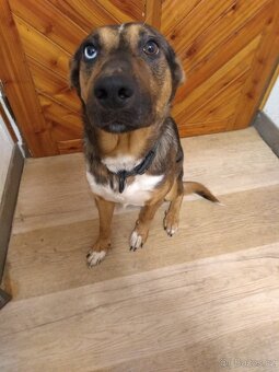 Australský x honácký - 3