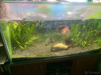 Prodám akvárium s vybavením a rybami - 3