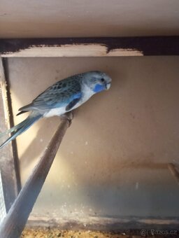 rosela penant  modrá - 3