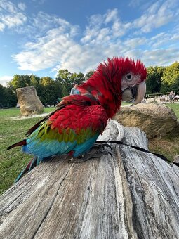 ZÁŽITKOVÝ PROGRAM S PAPOUŠKY - 3