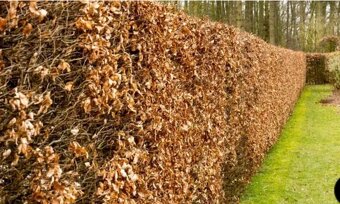 Habr sazenice 50-80 cm - 3