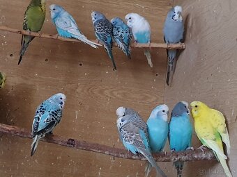 Andulka vlnkovaná - 3