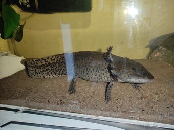 Axolotl - 3