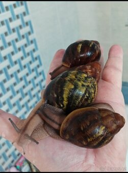 Africký šnek - Archachatina ventricosa cream body - 3