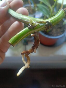 Monstera albovariegata - 3