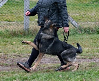 Německý ovčák štěňata s PP FCI - rezervace - 3