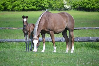 Quarter horse - 3