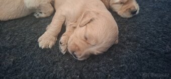 Goldendoodle F1 - 3
