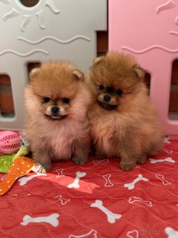 Pomeranian s PP - 3