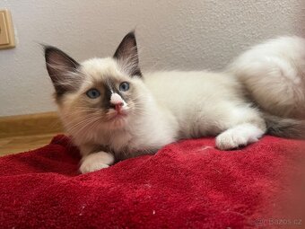 Ragdoll koťata - 3