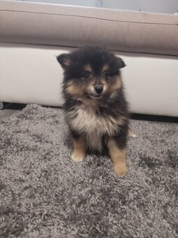 Pomeranian black and tan - 3