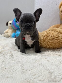 Francouzský buldoček modrý - 3