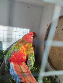 Rosela pestrá opalin Belgický pastel - 3