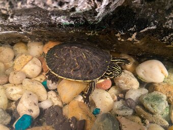 Želvy + akvárium - 3