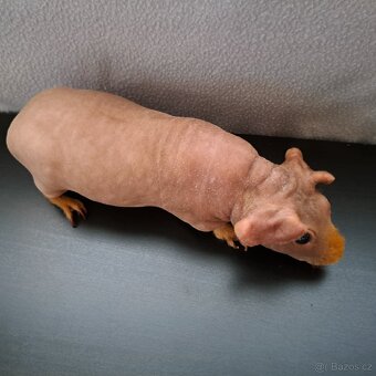 Skinny morče samice - 3