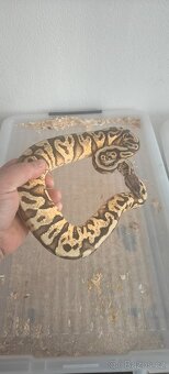 Krajta královská - 3