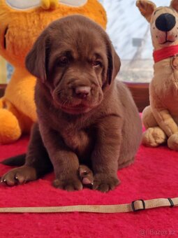 Labrador retrievr -štenatka s PP - 3