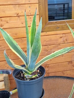 Agave Americana - 3