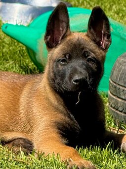 BELGICKÝ OVČÁK MALINOIS - 3