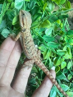 Agama vousata - 3