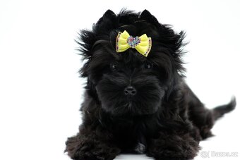 yorkshire terrier black s PP - 3