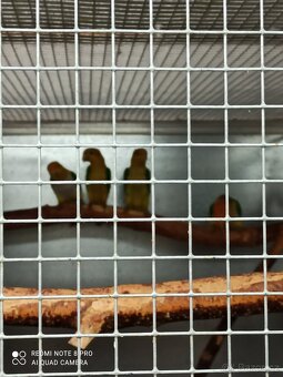 Prodám amazónky - 3