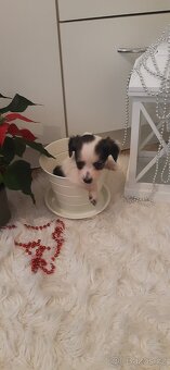 Jorkšírský teriér - Čivava - 3