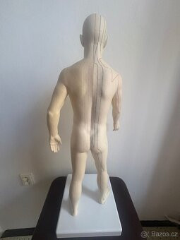 Figurína meridiánových drah (model muže) - 3