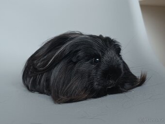 Dlouhosrsté morče - šeltie - 3