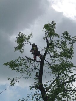 Kácení a ořezy stromů Zlínsko - 3