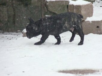 francouzský buldoček - 3