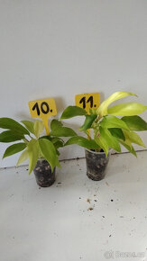Philodendron různé druhy pokojovka - 3