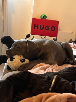 American bully - 3