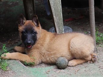 Belgický ovčák - Malinois - krásné fenky pouze s PP - 3