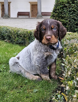 Epagneul Picard či Pikardský ohař - 3