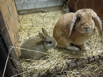 Prodám zakrslé králíčky - 3