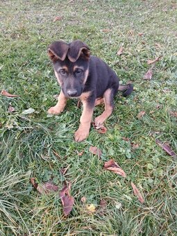 Německý ovčák-šťěně - 3