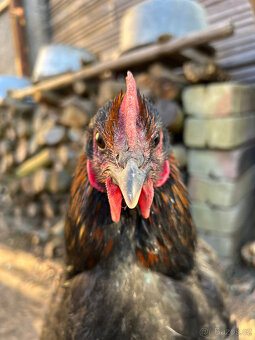 Vymazlení kohouti - 3