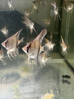 Skalára amazonská - 3