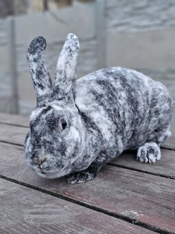 Samice rhönského rexe - 3